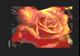 Red Rose